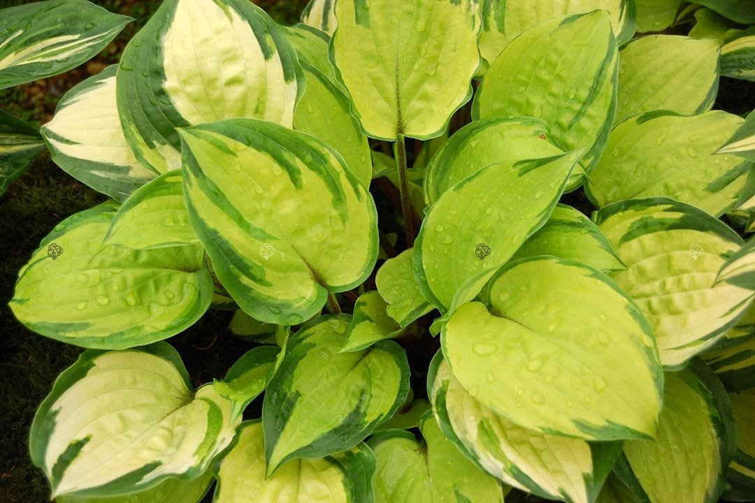 Funkia On Stage Hosta C3