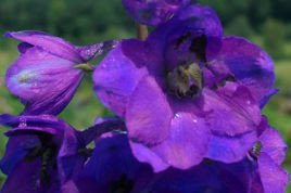 Ostróżka Pacific Giant Black Knight Delphinium colt. P9