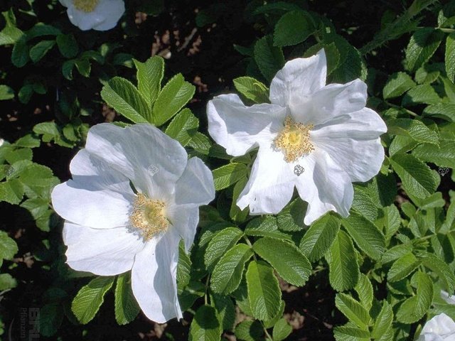 Róża pomarszczona Alba Rosa rugosa