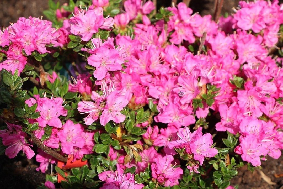 Azalia japońska Maiogi Rhododendron obtusum C2