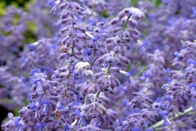 Perowskia łobodolistna Lacey Blue PBR Perovskia antriplicifolia