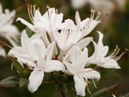 Azalia wielkokwiatowa Sommerduft Rhododendron viscosum