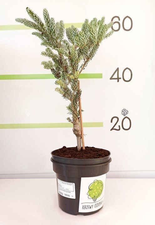 Jodła koreańska Silberlocke Abies koreana C5
