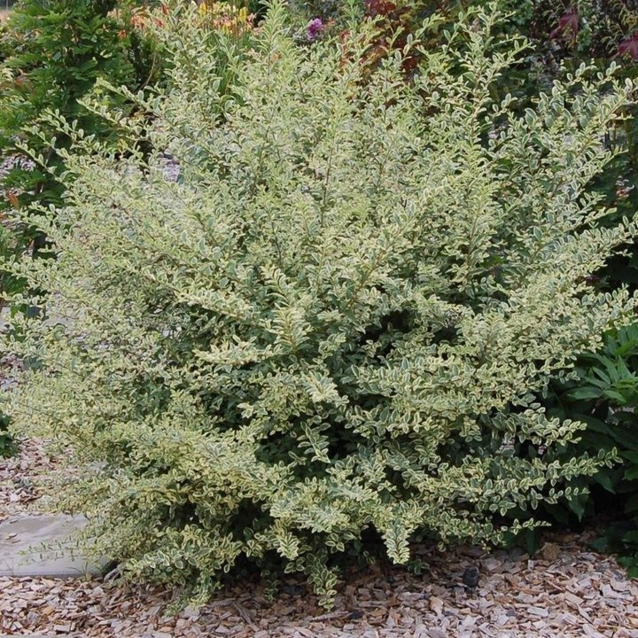 Ligustr ibota Musli PBR Ligustrum ibota C3