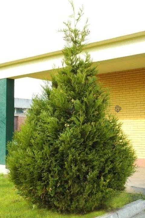 Tuja Aureospicata Thuja occidentalis P9