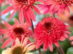 Jeżówka Raspberry Truffle PBR Echinacea hybrida C2