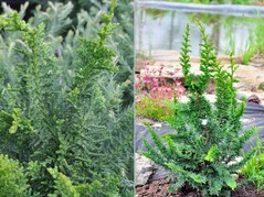 Cyprysik tępołuskowy Filicoides Chamaecyparis obtusa C2