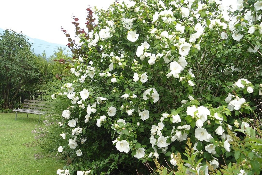 Ketmia syryjska Totus Albus Hibiscus syriacus C2