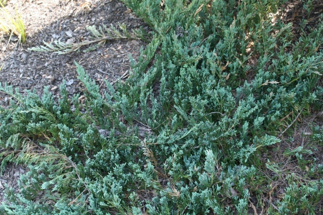 Jałowiec płożący Jade River Juniperus horizontalis C2