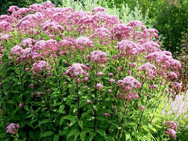 Sadziec plamisty Atropurpureum Eupatorium maculatum P13