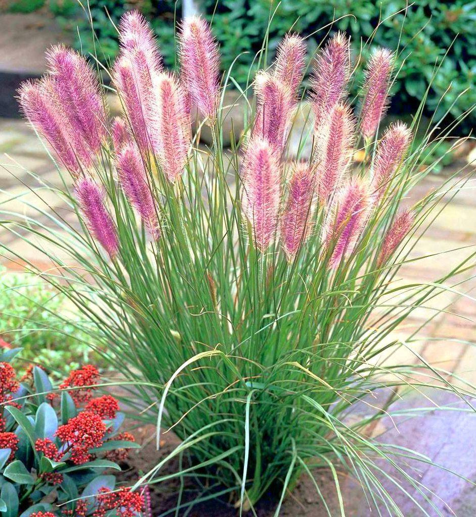 Rozplenica japońska Red Head Pennisetum alopecuroides P9