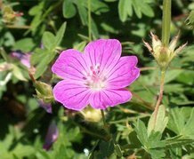 Bodziszek czerwony Roseum Geranium sanguineum P9