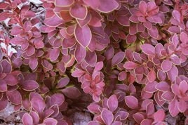 Berberys Thunberga Coronita Berberis thunbergii C2