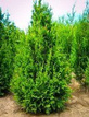 Tuja Can-Can Thuja plicata P9