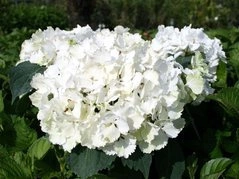 Hortensja ogrodowa Pax Hydrangea macrophylla P9