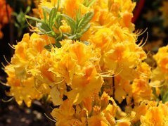 Azalia wielkokwiatowa Goldpracht Rhododendron C4