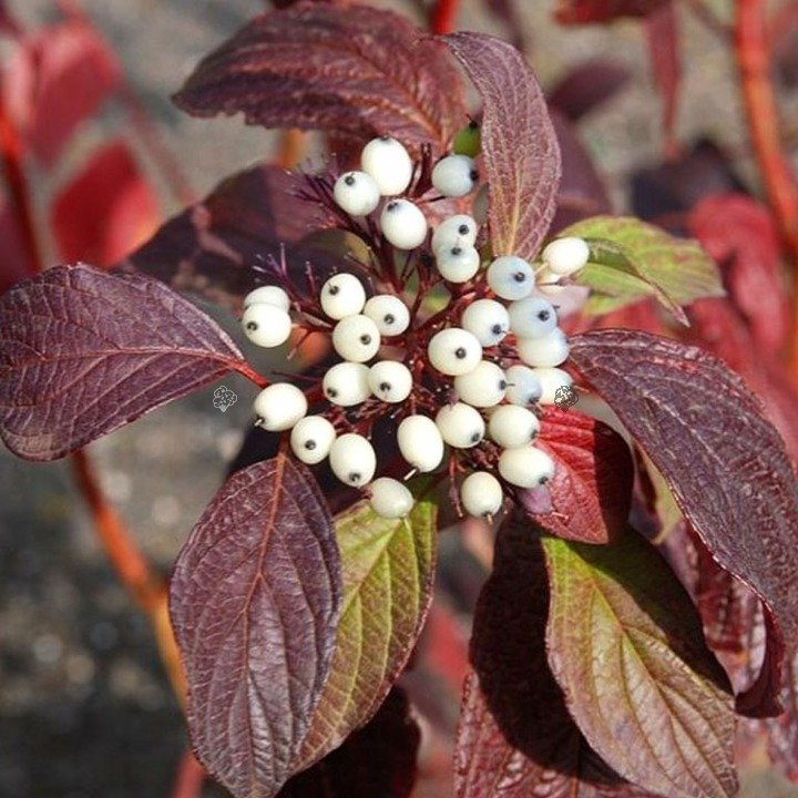 Dereń biały Siberian Pearls Cornus alba  C2