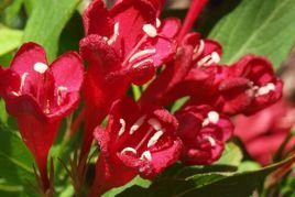 Krzewuszka Eva Rathke Weigela C2