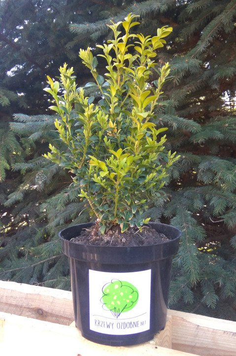Bukszpan wieczniezielony Buxus sempervirens C3