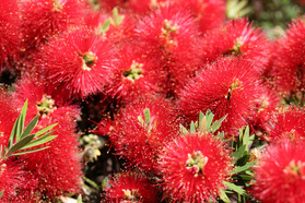 Kuflik Splendens Callistemon citrinus P9