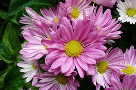 Złocieniec alpejski Chrysanthemum alpinum P9