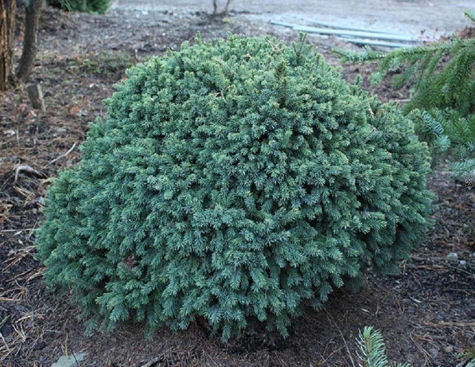 Świerk biały Echiniformis Picea glauca C3
