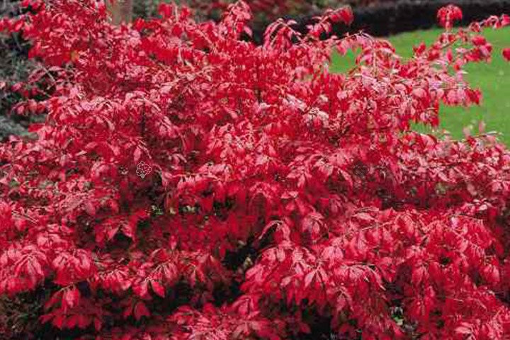 Trzmielina Oskrzydlona Euonymus alatus C5