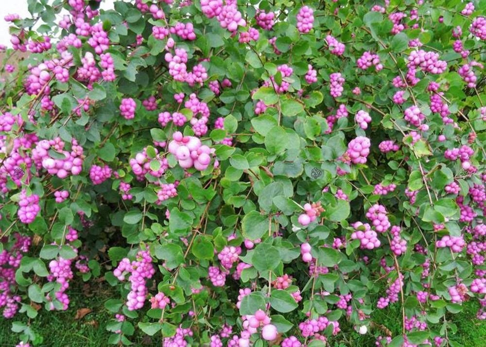 Śnieguliczka Doorenbosa Amethyst Symphoricarpos doorenbosii C2