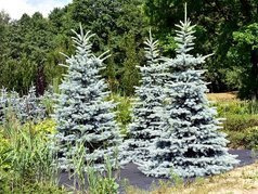 Świerk kłujący Hoto Picea pungens C5