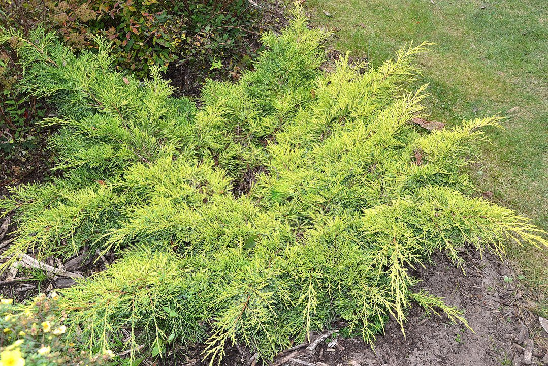 Jałowiec Pfitzera Gold Star Juniperus pfitzeriana C2