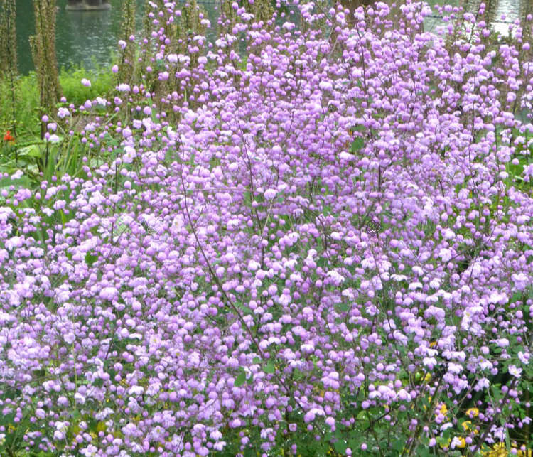 Rutewka Delavay'a Splendide Thalictrum delavayi