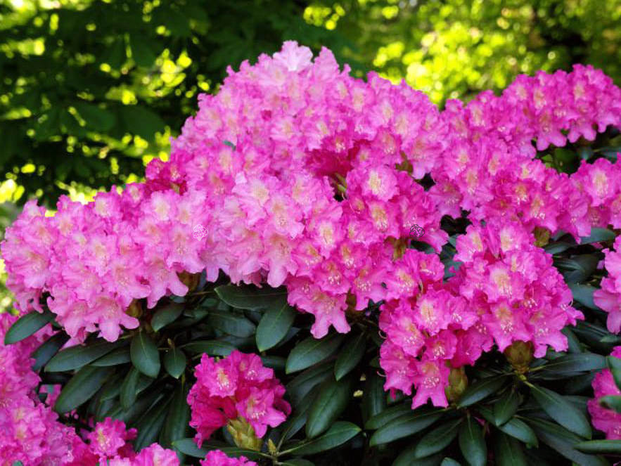 Różanecznik jakuszimański Kalinka Rhododendron yakushimanum C2
