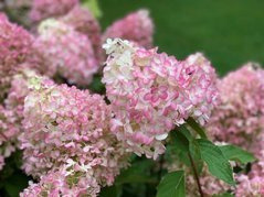 Hortensja bukietowa Pinkachu PBR Hydrangea paniculata C3