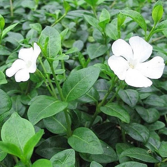 Barwinek pospolity Alba Vinca minor P9