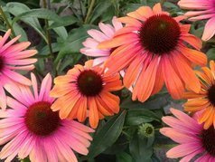 Jeżówka Rainbow Marcella PBR Echinacea hybrida C3