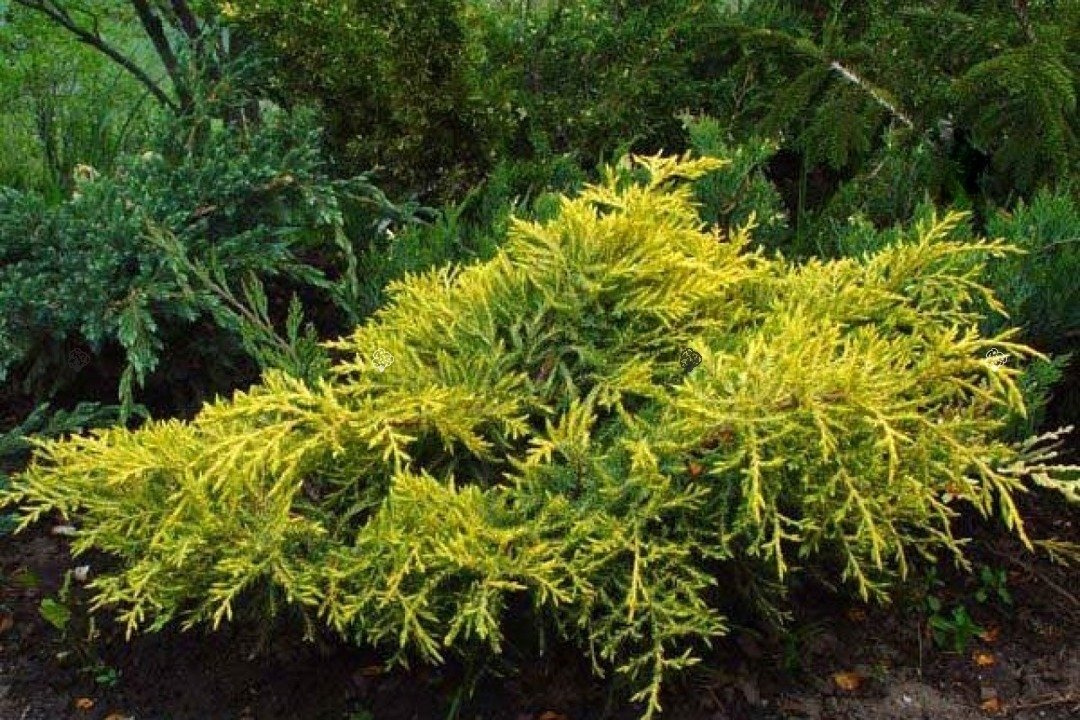 Jałowiec Pfitzera Golden Saucer Juniperus pfitzeriana P9
