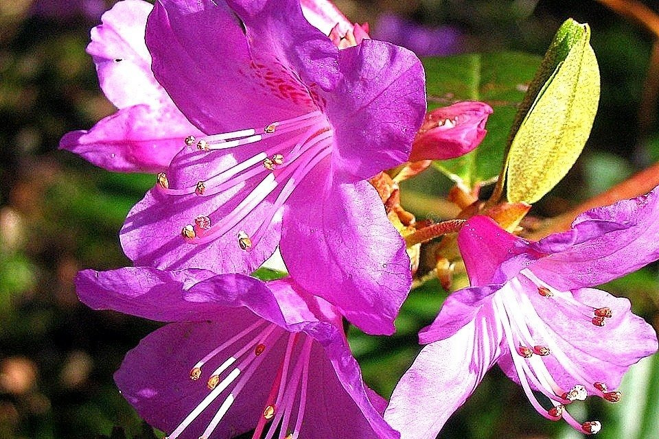 Azalia japońska Peppina PBR Rhododendron obtusum C2