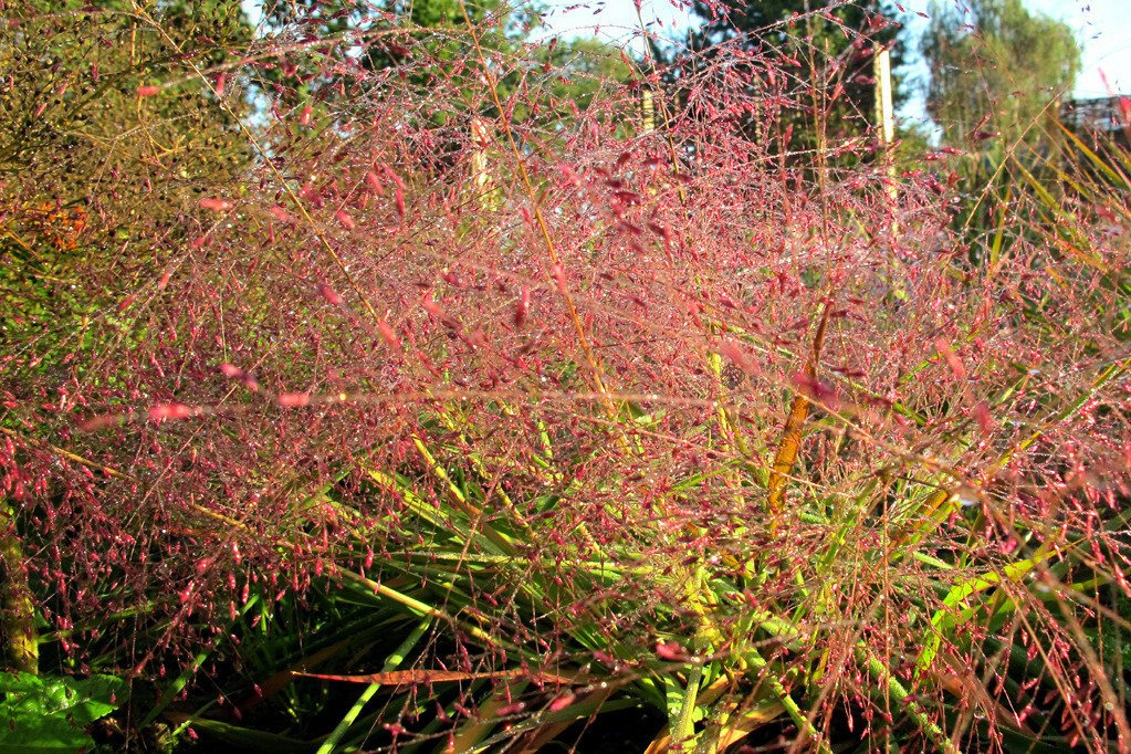 Miłka okazała Eragrostis spectabilis C2