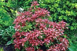 Pieris japoński Red Mill Pieris japonica P9