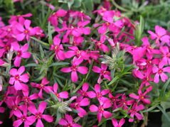 Floks szydlasty Atropurpurea Phlox subulata P13