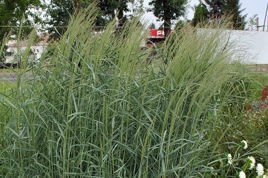Proso rózgowate Panicum virgatum P9
