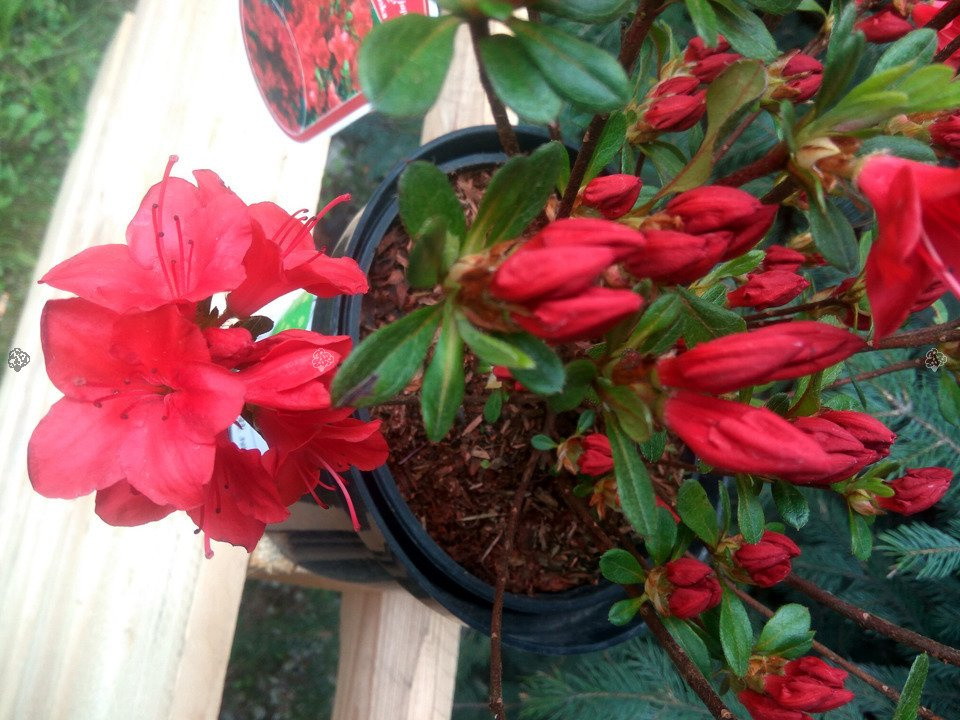 Azalia japońska Fridoline Rhododendron obtusum C2