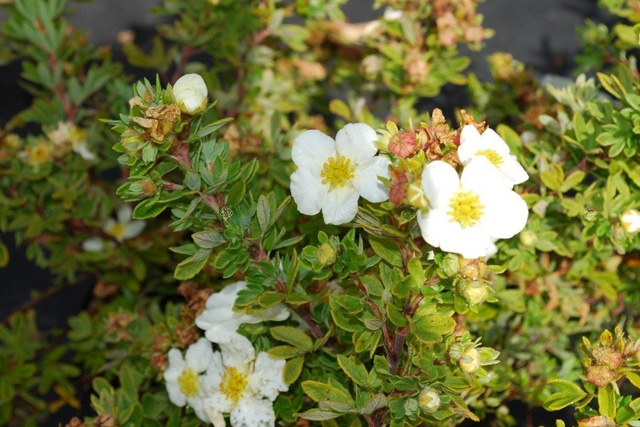 Pięciornik krzewiasty Tilford Cream Potentilla fruticosa