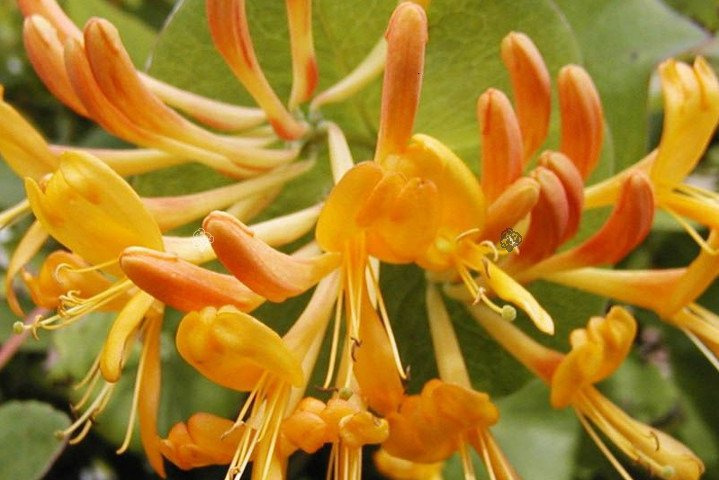 Wiciokrzew Tellmana Lonicera tellmaniana P9