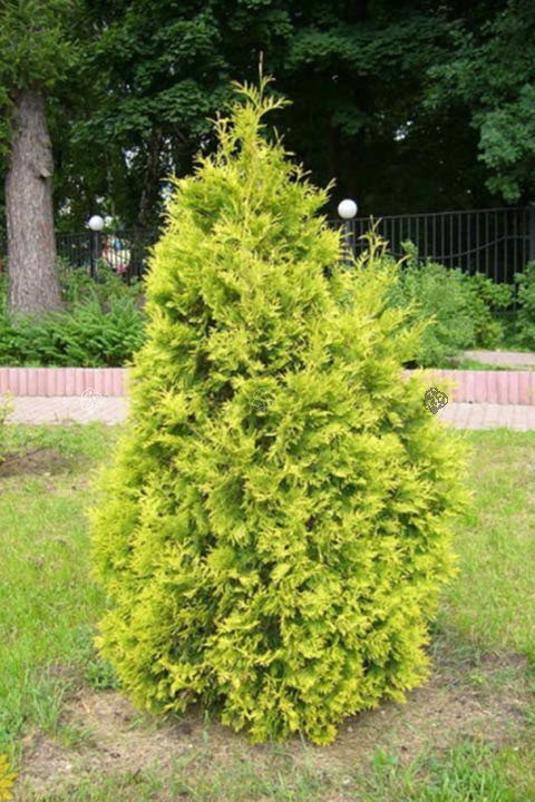 Tuja Europa Gold Thuja occidentalis P9