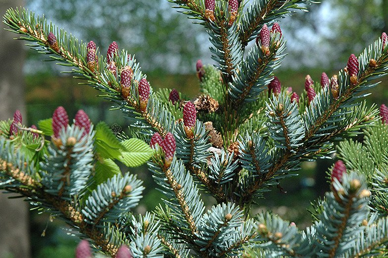 Świerk pospolity Acrocona Picea abies C2