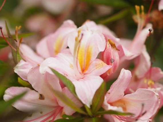 Azalia wielkokwiatowa Juniduft Rhododendron viscosum