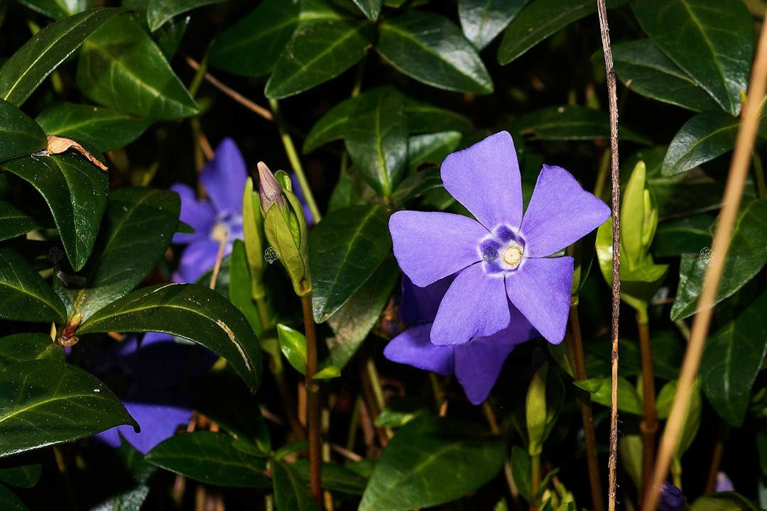 Barwinek pospolity Vinca minor P9