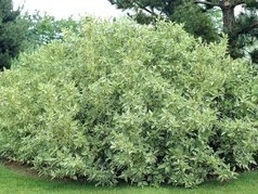 Dereń rozłogowy White Gold Cornus sericea C3