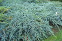 Jałowiec łuskowaty Blue Carpet Juniperus squamata C3